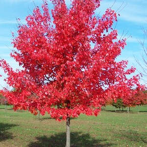 Deciduous Trees: Acer rubrum Autumn Glory