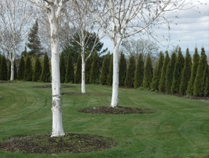 Products: Betula utilis Jacquemontii