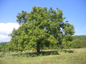 Deciduous Trees: Juglans regia