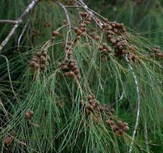 Casuarina cunninghamiana