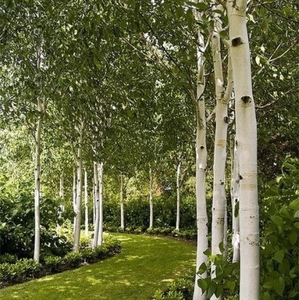 Betula utilis White Spire