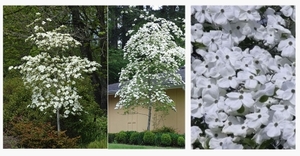 Cornus Eddies White Wonder