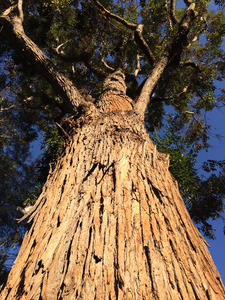 Eucalyptus botryoides