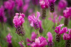 Lavandula The Princess