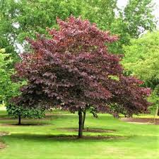 Cercis canadensis Forest Pansy
