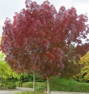 Products: Fraxinus oxycarpa Raywood