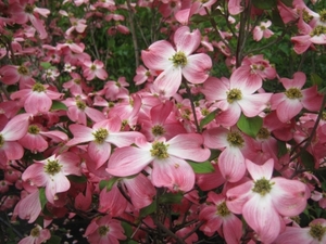 Cornus florida Cherokee Chief
