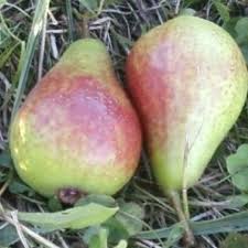 Pear Belle du Jumet Dwarf