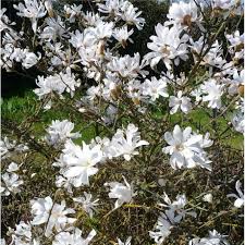 Products: Magnolia stellata