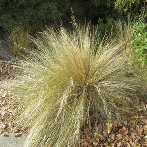 Grasses: Poa Cita
