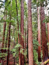 Sequoia sempervirens
