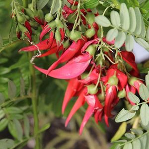 Products: Clianthus puniceus Rosea