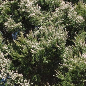 Kunzea ericoides