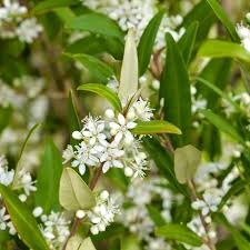 Products: Phebalium squameum