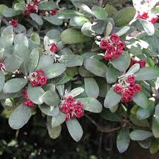 Pittosporum crassifolium