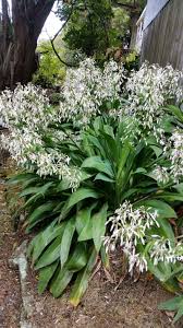Arthropodium Matapouri Bay