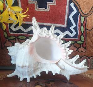 Tiki Lounge: Global Decor - Murex Ramosus Sea Shell 18cm