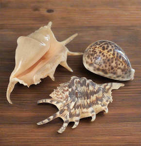 Global Decor - Seashell Trio