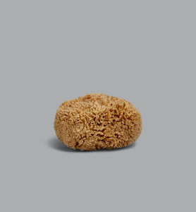 Products: Shower Sponge - Planning Initiatives