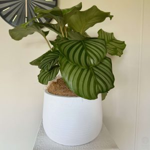 Products: Big Kentia Palm, Single