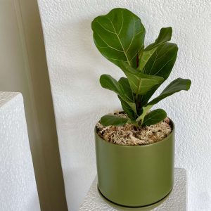 Products: Lady Palm & Andromeda Planter