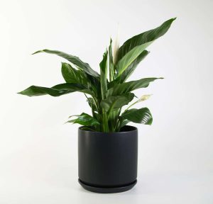Peace Lily Sensation (Double Planted)