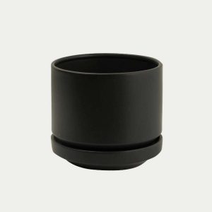 Products: Calathea Orbifolia in Magellanic