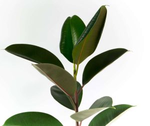 Peace Lily in Eris Planter