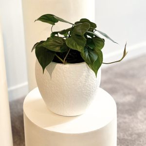 Heart Leaf Philodendron