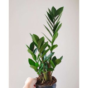 Snake Plant