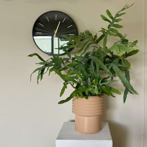 Products: Blue Star' fern