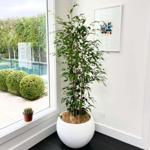Ficus Benjamina