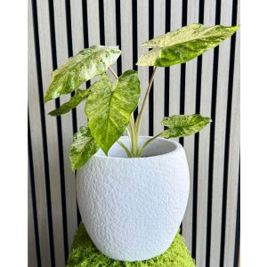 Products: With pot as photographed