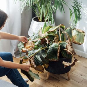 ZZ Plant 20cm