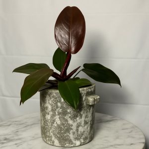 Peperomia in White