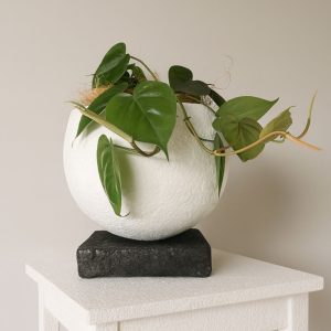 Products: String of Pearls in Wall Hung Planter