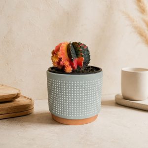 Products: Echeveria Violet Queen