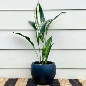 Donkey’s Tail