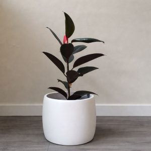 Geometric Face Planter with Boston Fern