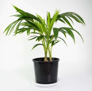 Long Leaf Fig in Black