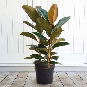 Products: Cupid Peperomia in White