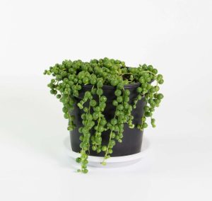 Anthurium in Grey Fredrik Pot