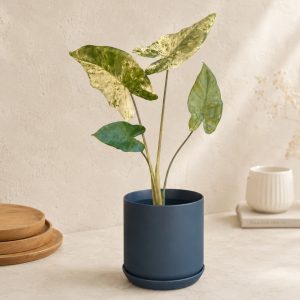 White Oslo Planter, 18cm