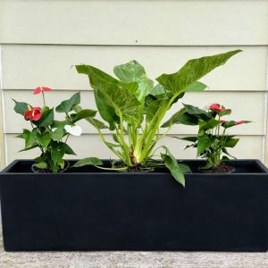 Products: Matt Black Pedestal Pot, Medium