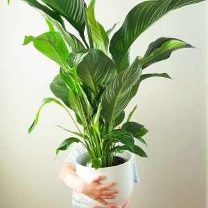 Croton Petra In Gold