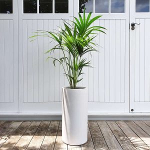Products: Tall Kentia Palm in Black