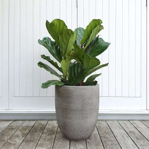 Weeping Fig in Saturn Planter