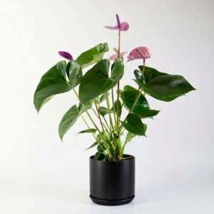 Large Anthurium Red in Vela