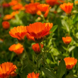 Plant & Share Calendula Seeds - Plant and Share