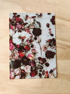 Dried Roses Postcard by Plant & Share - Plant and Share